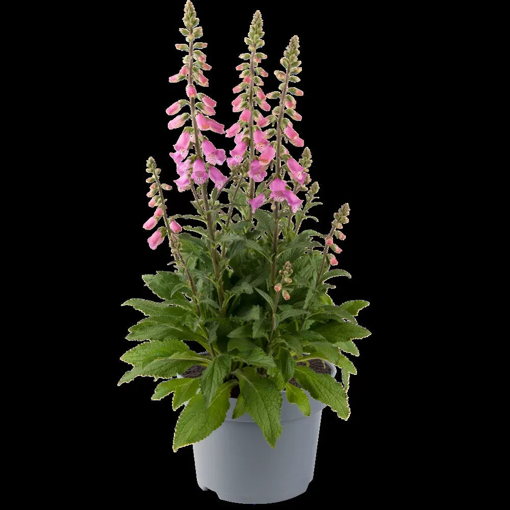 G6642 Digitalis Purpurea 27pink Panther 27 19 0a493e57 F30a 46c6 A47e Bf5e4f3fbc08 from www redcrocus com