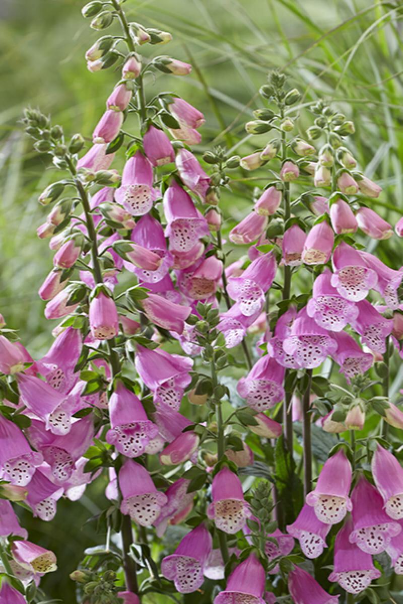 G6642 Digitalis Purpurea 27pink Panther 27 21 8fcabfa1 A8db 411d B61e 033db8eede4d from www redcrocus com