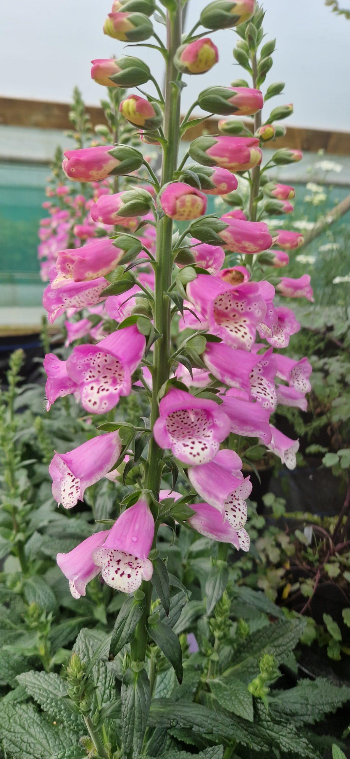 G6642 Digitalis Purpurea 'pink Panther' - View 23 from www redcrocus com