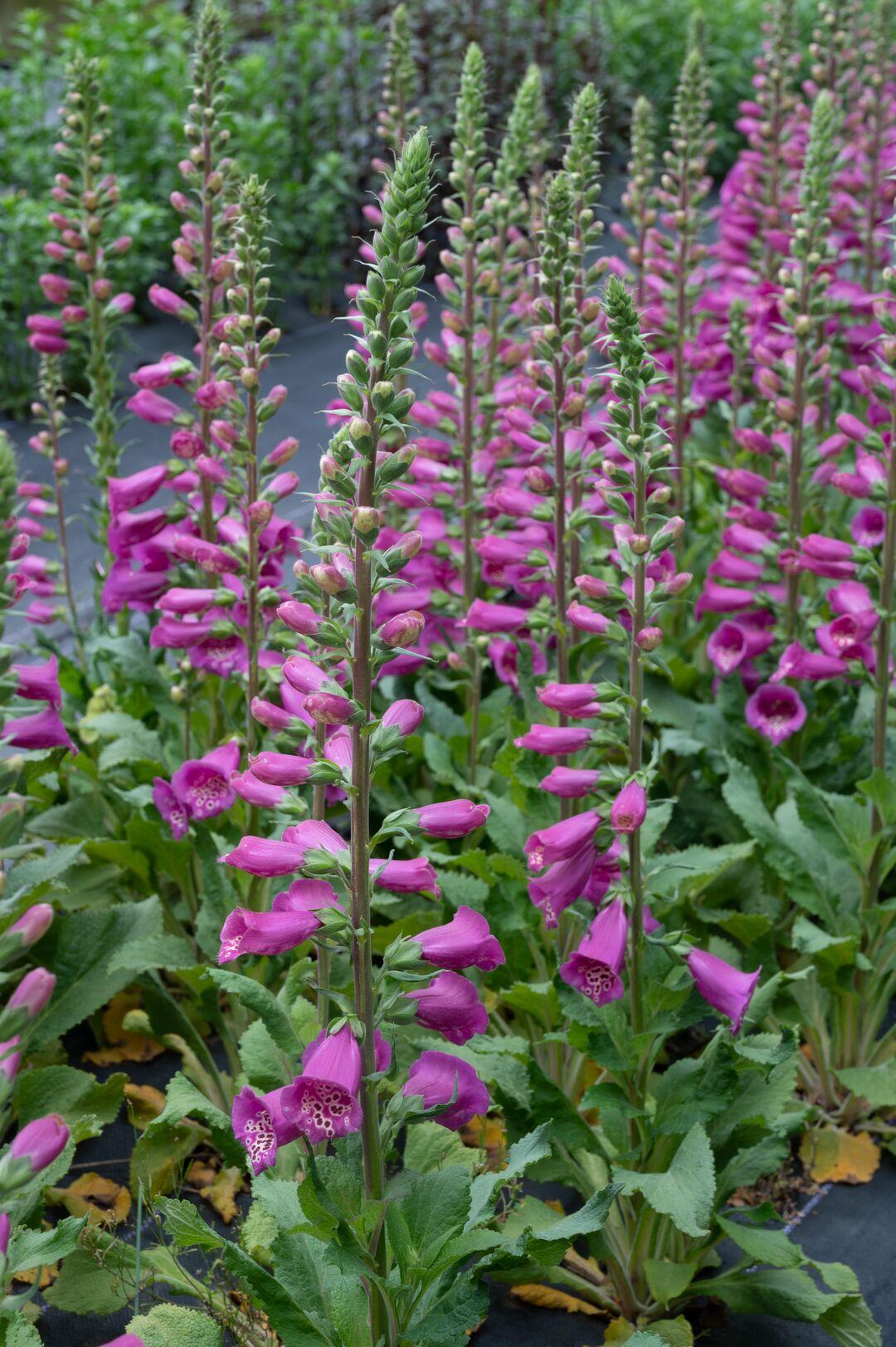 G6642 Digitalis Purpurea 27pink Panther 27 25 F93e29cf Fcce 499f A541 De6c81872447 from www redcrocus com