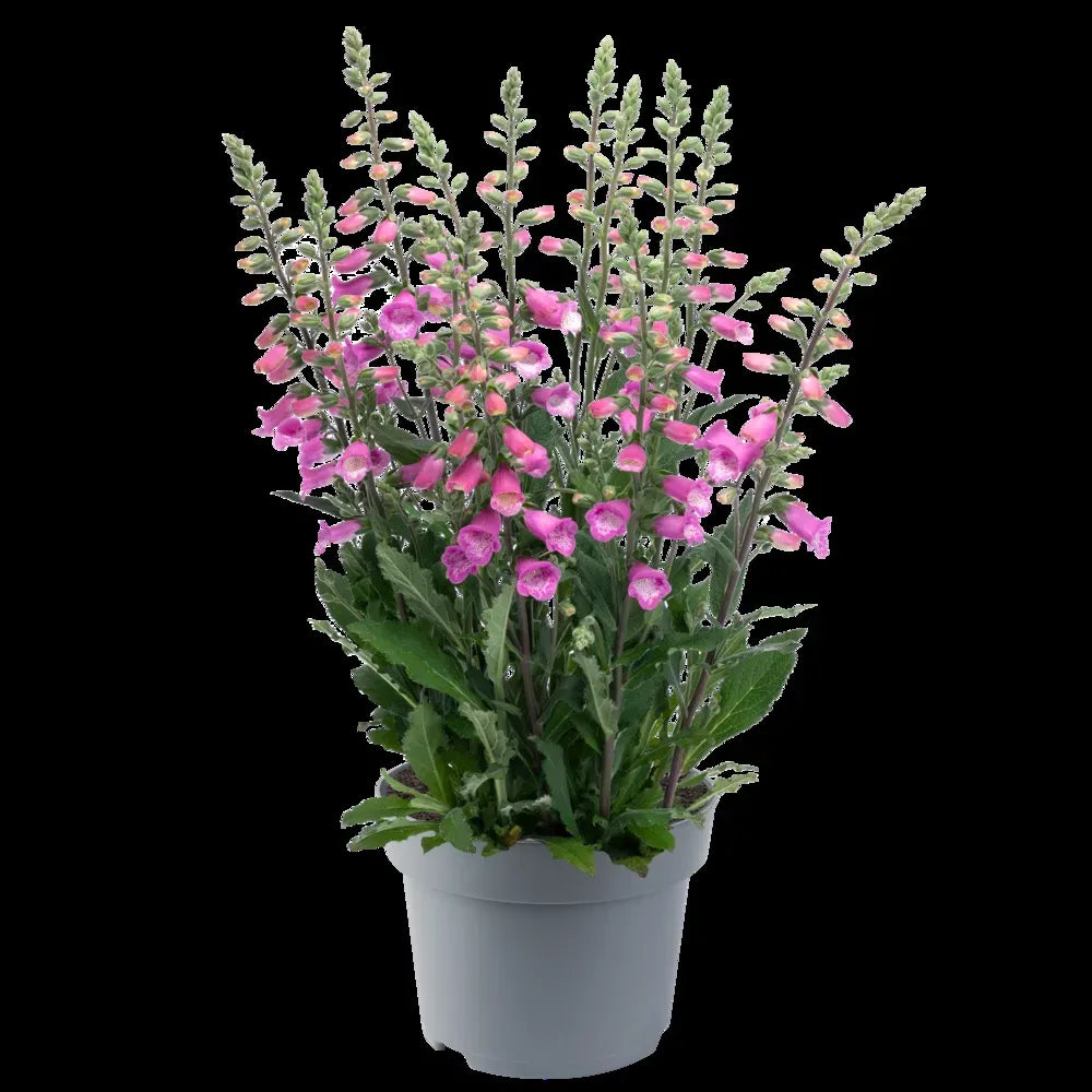 G6642 Digitalis Purpurea 27pink Panther 27 26 368b58eb Eb27 4a67 B5f3 7d2f349b7115 from www redcrocus com