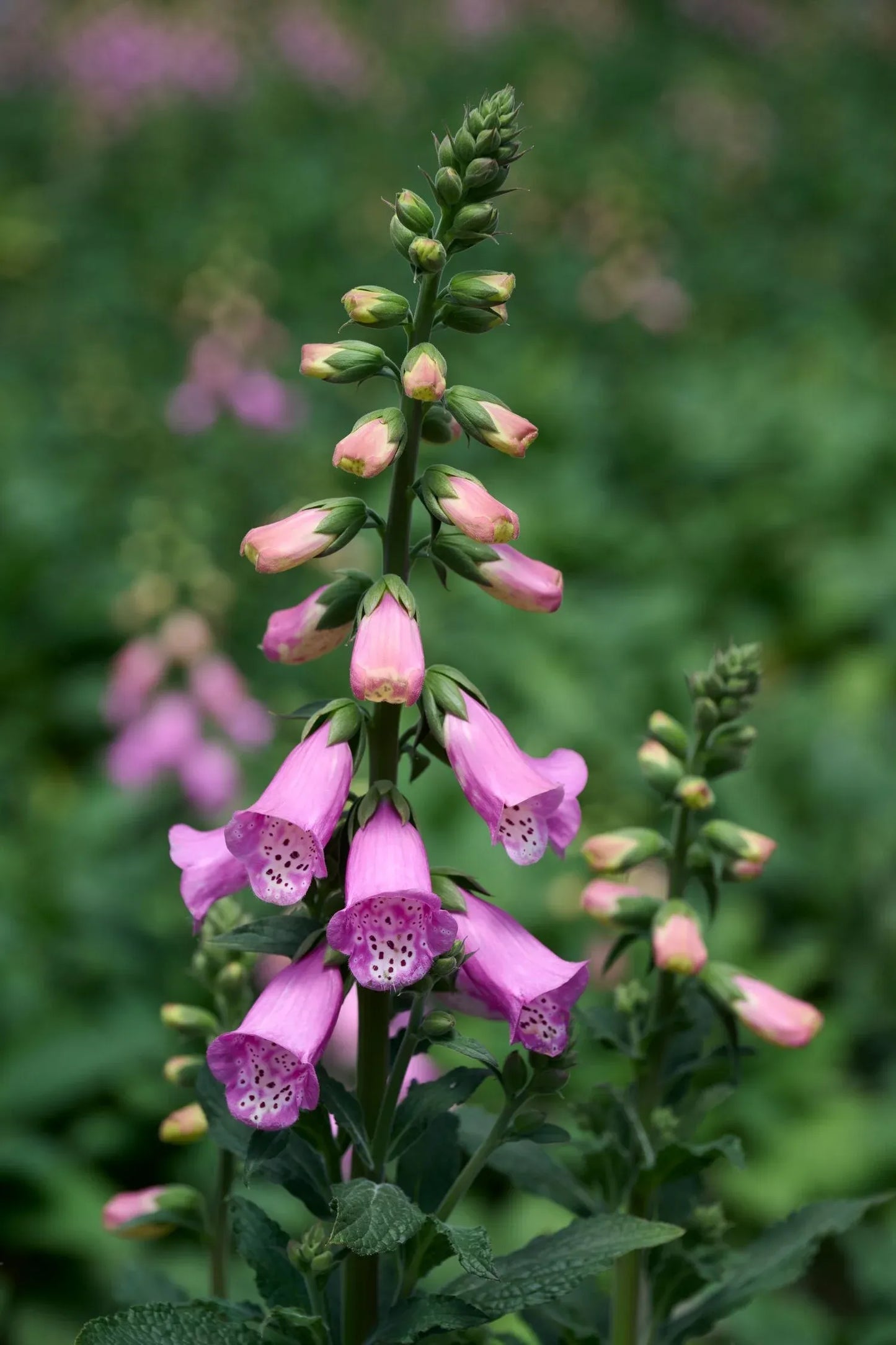 G6642 Digitalis Purpurea 'pink Panther' - View 27 from www redcrocus com