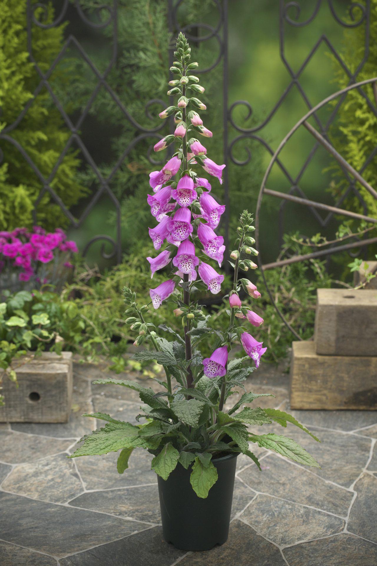 G6642 Digitalis Purpurea 'pink Panther' - View 28 from www redcrocus com