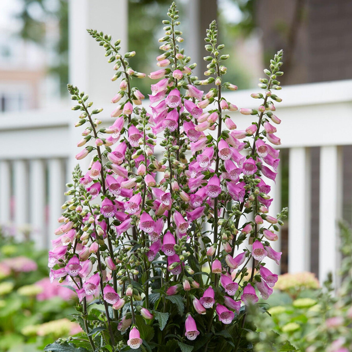 G6642 Digitalis Purpurea 'pink Panther' - View 30 from www redcrocus com