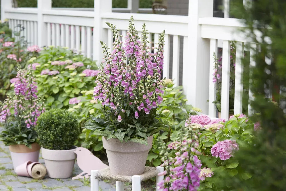 G6642 Digitalis Purpurea 27pink Panther 27 32 073d27ca 9edf 4302 8ca8 4396eda41303 from www redcrocus com
