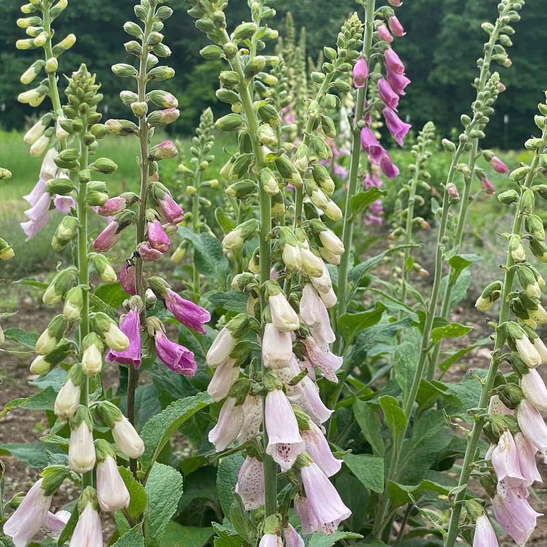 G6642 Digitalis Purpurea 27pink Panther 27 33 F73c6a73 A50a 479c B783 4b5b5f7e617f from www redcrocus com