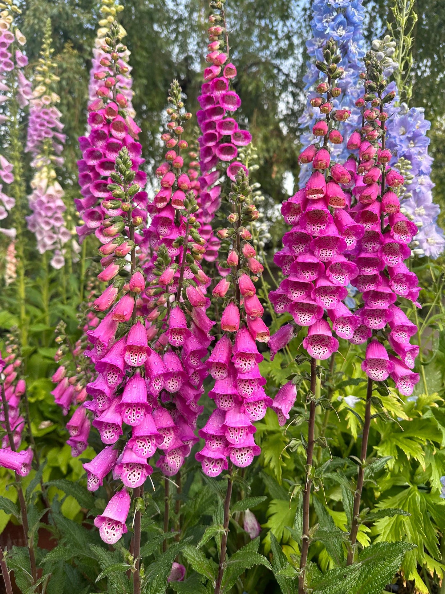 G6642 Digitalis Purpurea 'pink Panther' - View 35 from www redcrocus com