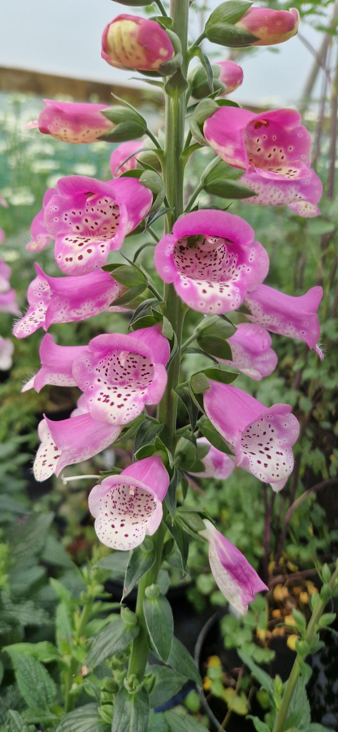 G6642 Digitalis Purpurea 27pink Panther 27 36 18cb05a8 C6c9 493a 96cb 814807876a11 from www redcrocus com