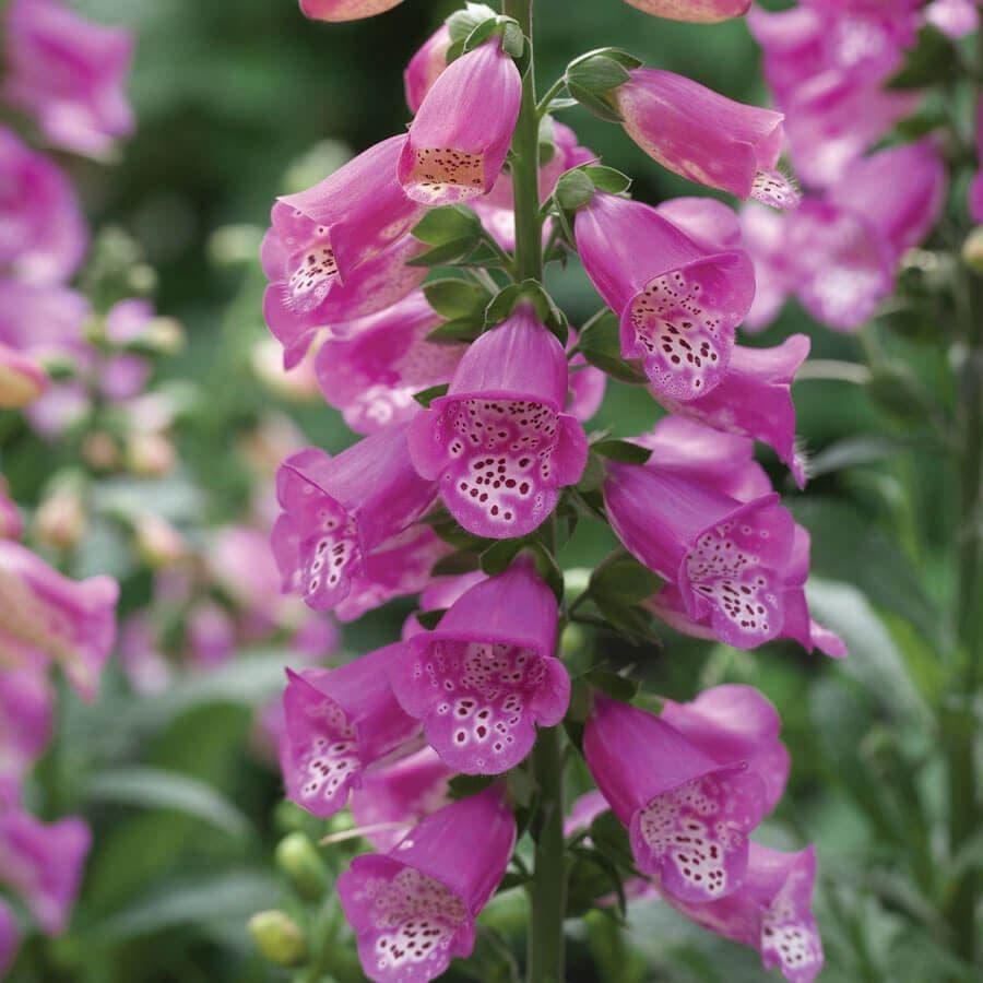 G6642 Digitalis Purpurea 27pink Panther 27 37 A7494e83 5749 4e74 Ad83 642bb3d80f1b from www redcrocus com