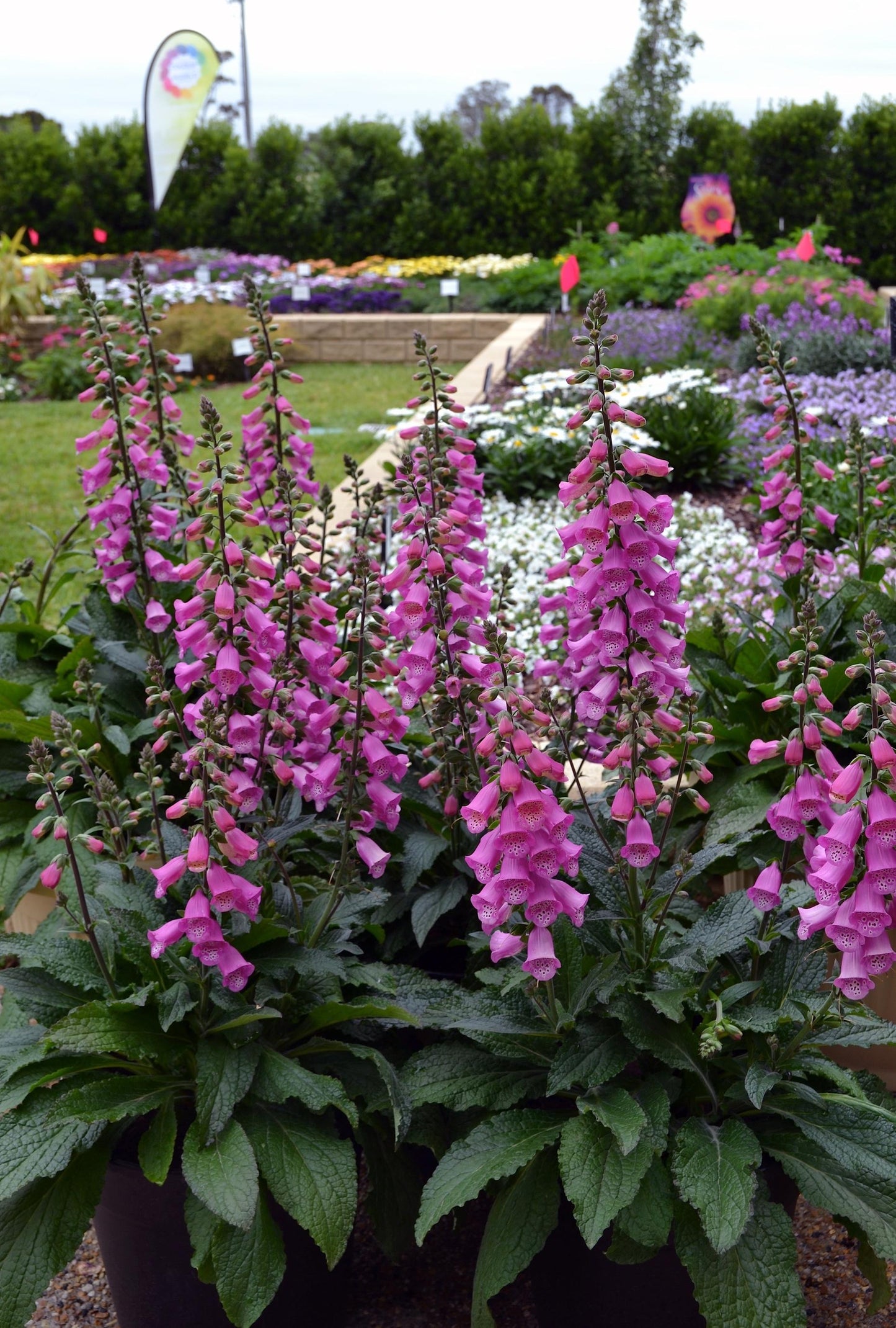G6642 Digitalis Purpurea 27pink Panther 27 39 E1d0d2db A918 4b03 Bac8 5989356fa121 from www redcrocus com