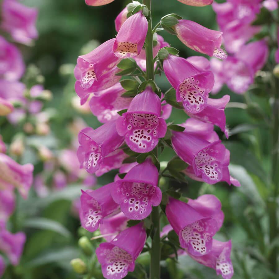 G6642 Digitalis Purpurea 'pink Panther' - View 3 from www redcrocus com