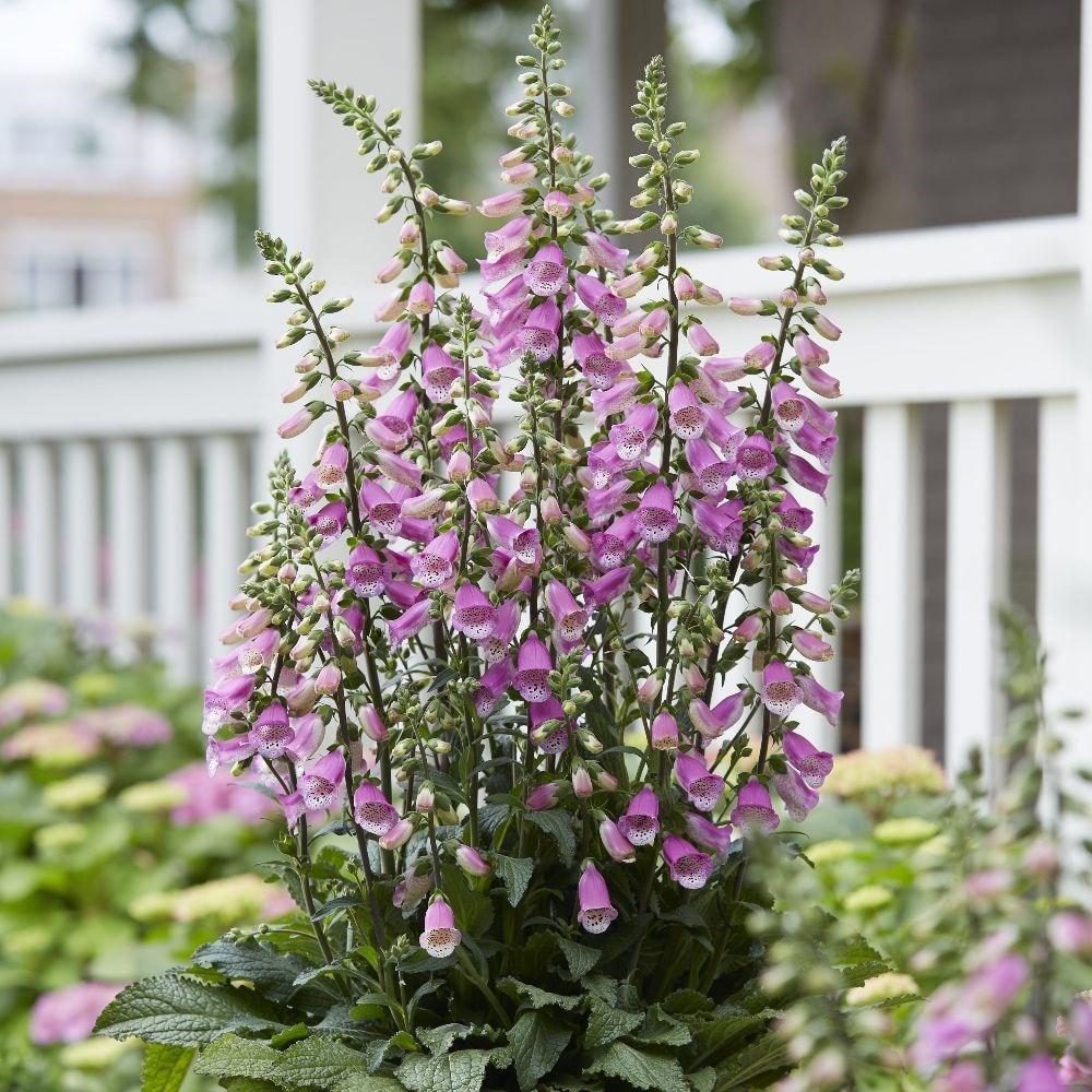 G6642 Digitalis Purpurea 27pink Panther 27 4 C0e73ee9 B87d 4e3e 8302 7e9bb505ef47 from www redcrocus com