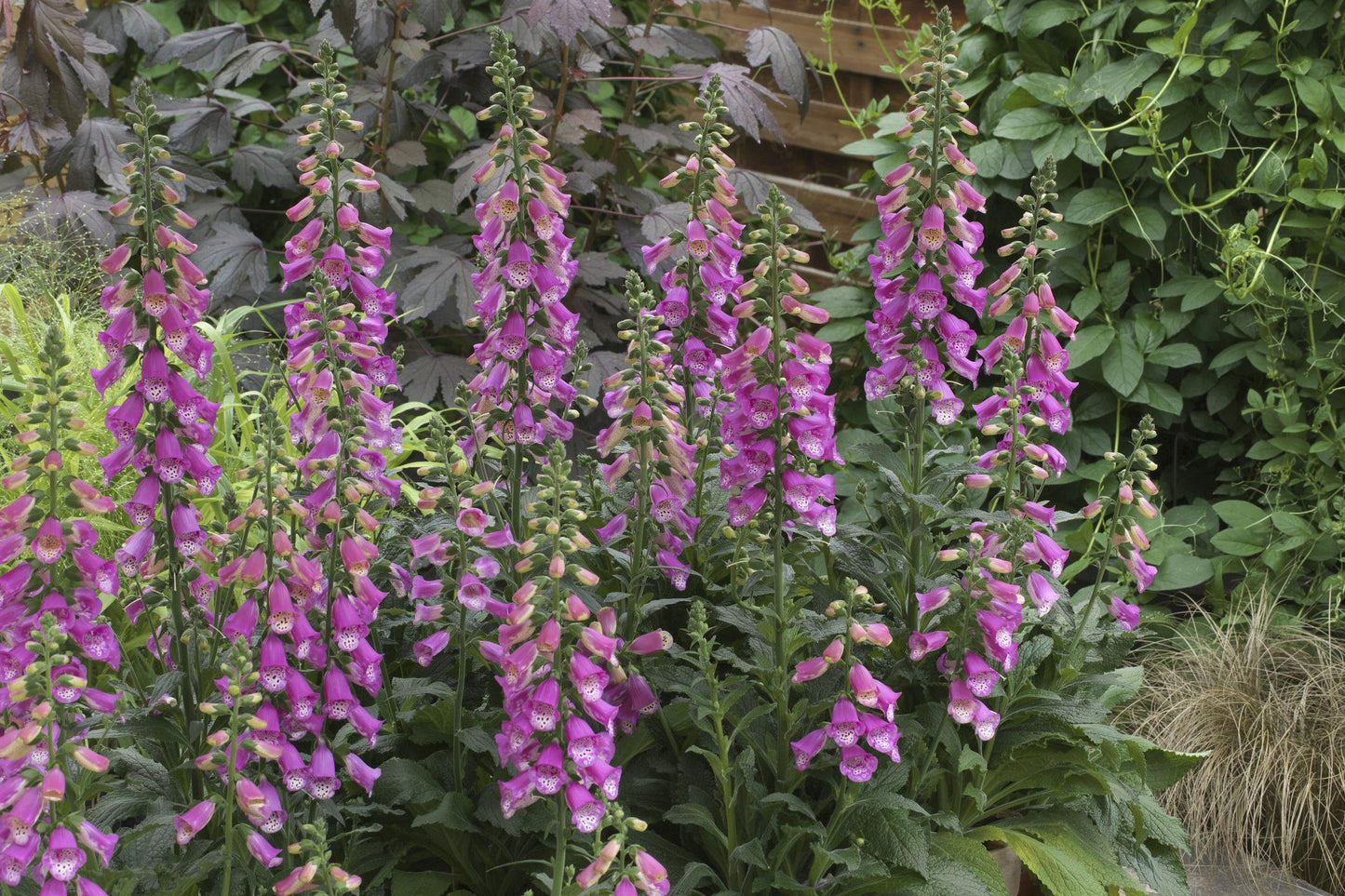 G6642 Digitalis Purpurea 'pink Panther' - View 5 from www redcrocus com
