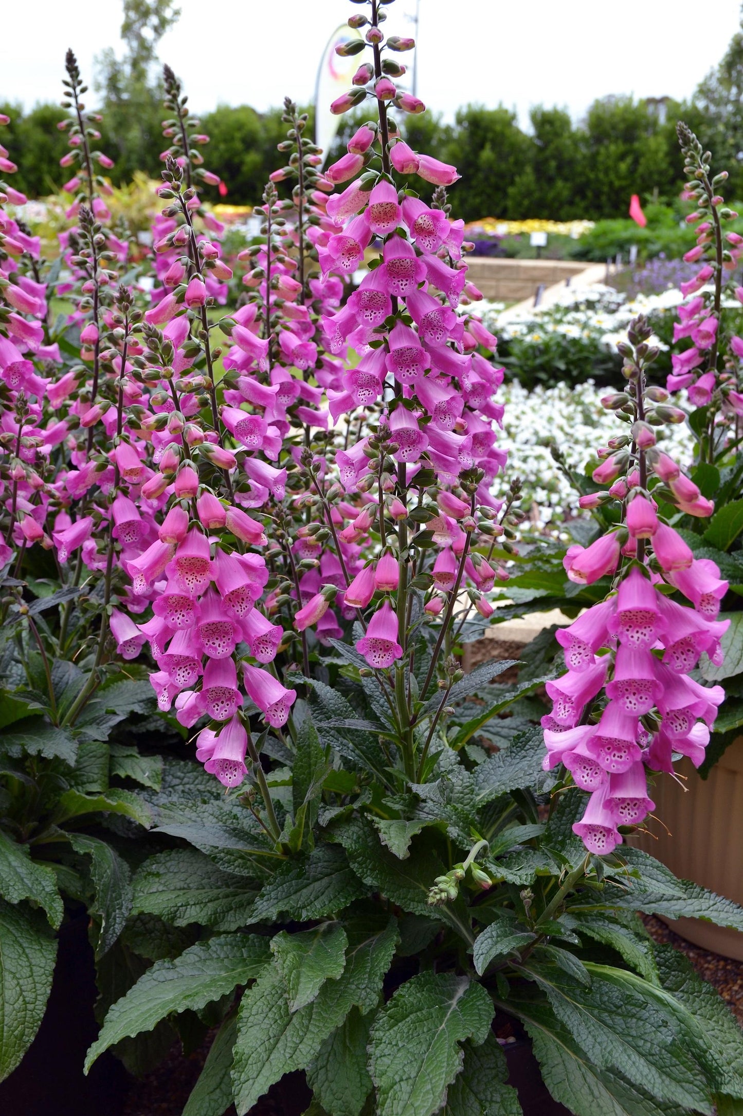 G6642 Digitalis Purpurea 'pink Panther' - View 6 from www redcrocus com