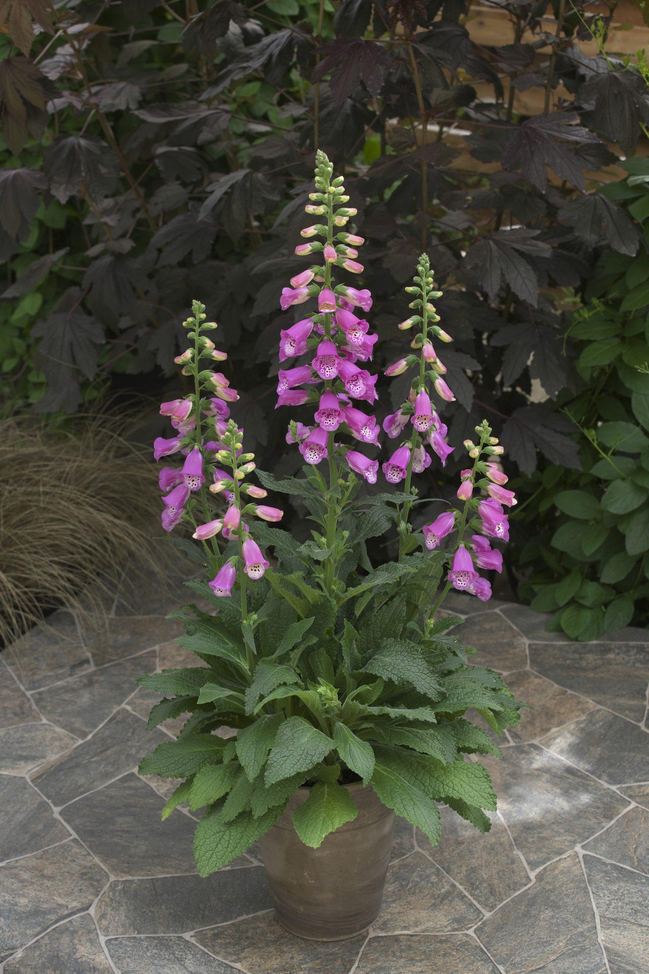 G6642 Digitalis Purpurea 27pink Panther 27 7 4103ff5d D667 4a7a 95b9 12982b7c1c1f from www redcrocus com