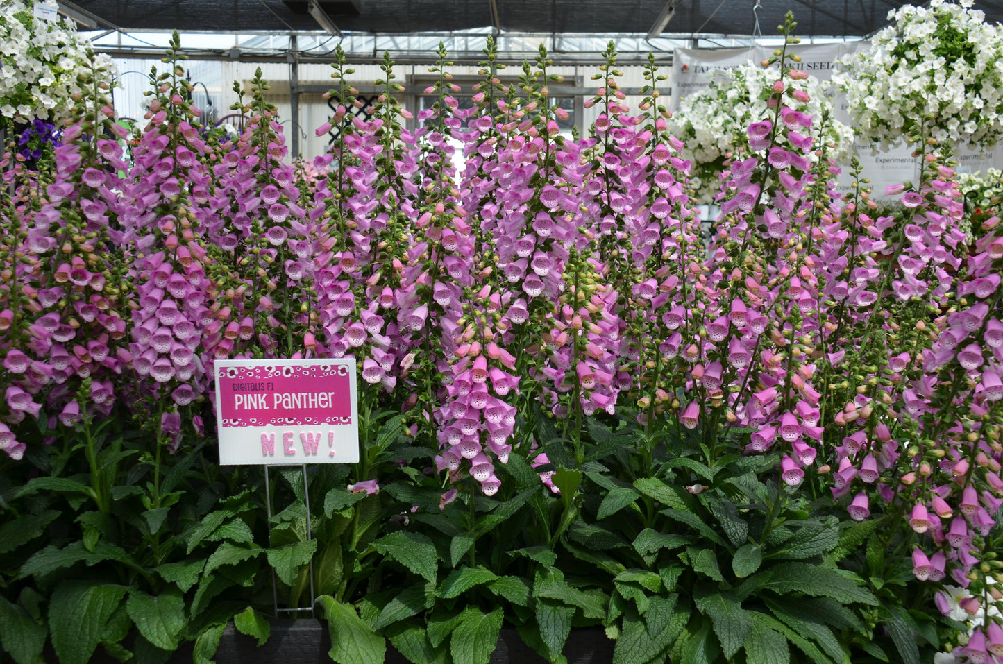 G6642 Digitalis Purpurea 27pink Panther 27 9 6f35cb5b 5baa 4a11 B007 0a9ea2a4e042 from www redcrocus com