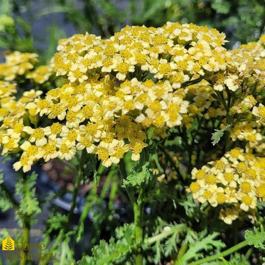 G6646 Achillea Mil  27milly Rock Yellow 27 10 31f0b04d 36ce 4a13 8ef1 B3d0e8e1ee2a from www redcrocus com