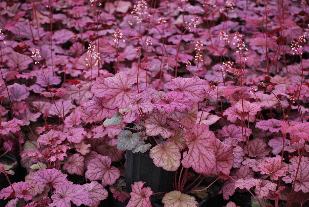 G6657 Heuchera X 'berry Smoothie' - View 10 from www redcrocus com