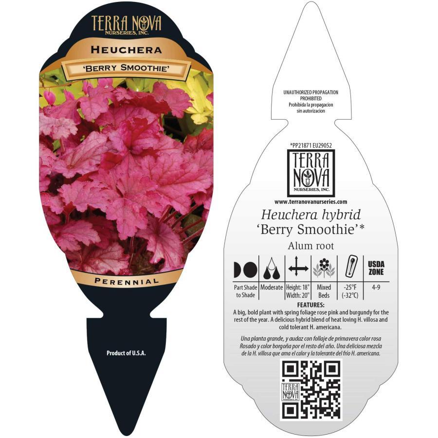 G6657 Heuchera X 'berry Smoothie' - View 12 from www redcrocus com
