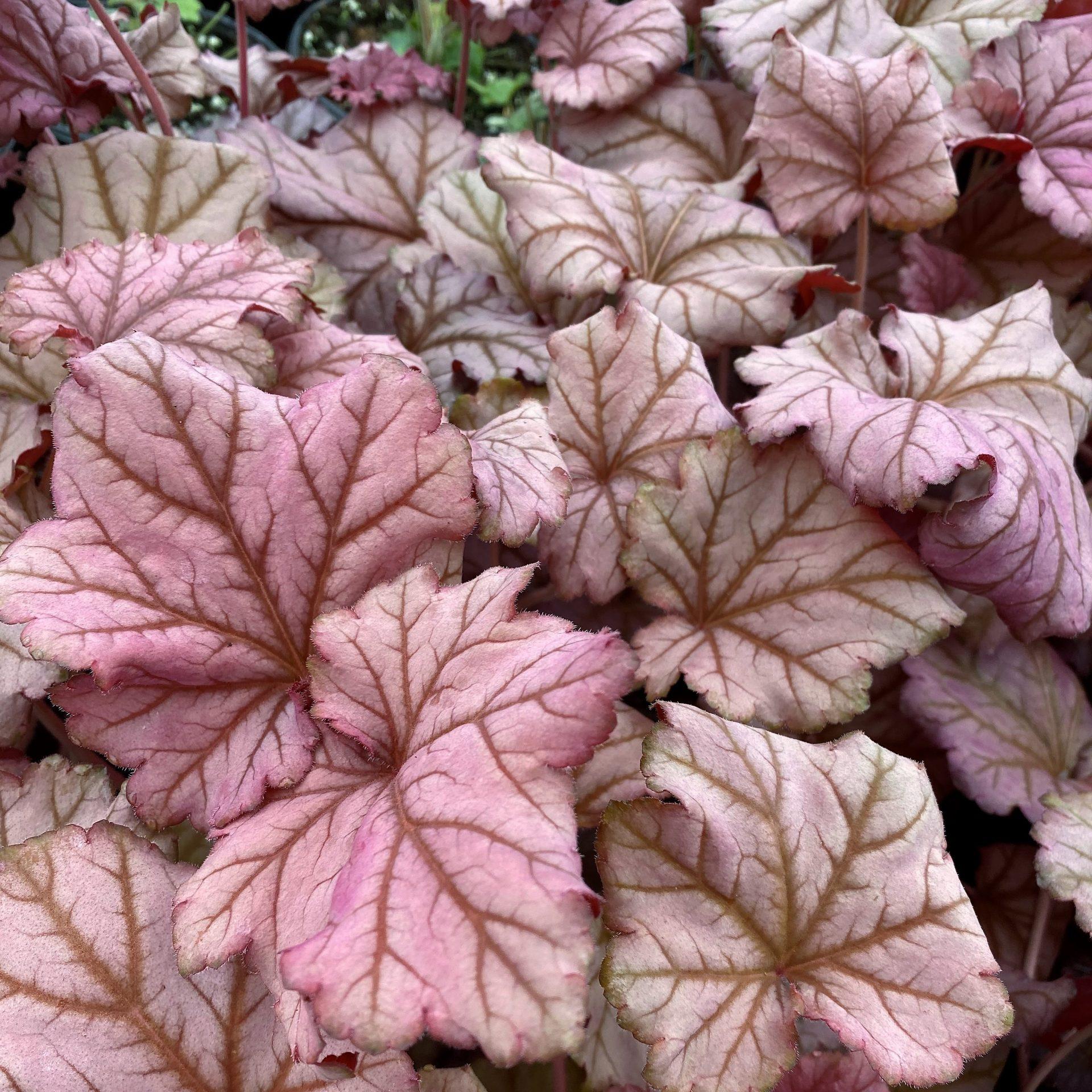 G6657 Heuchera X 'berry Smoothie' - View 14 from www redcrocus com