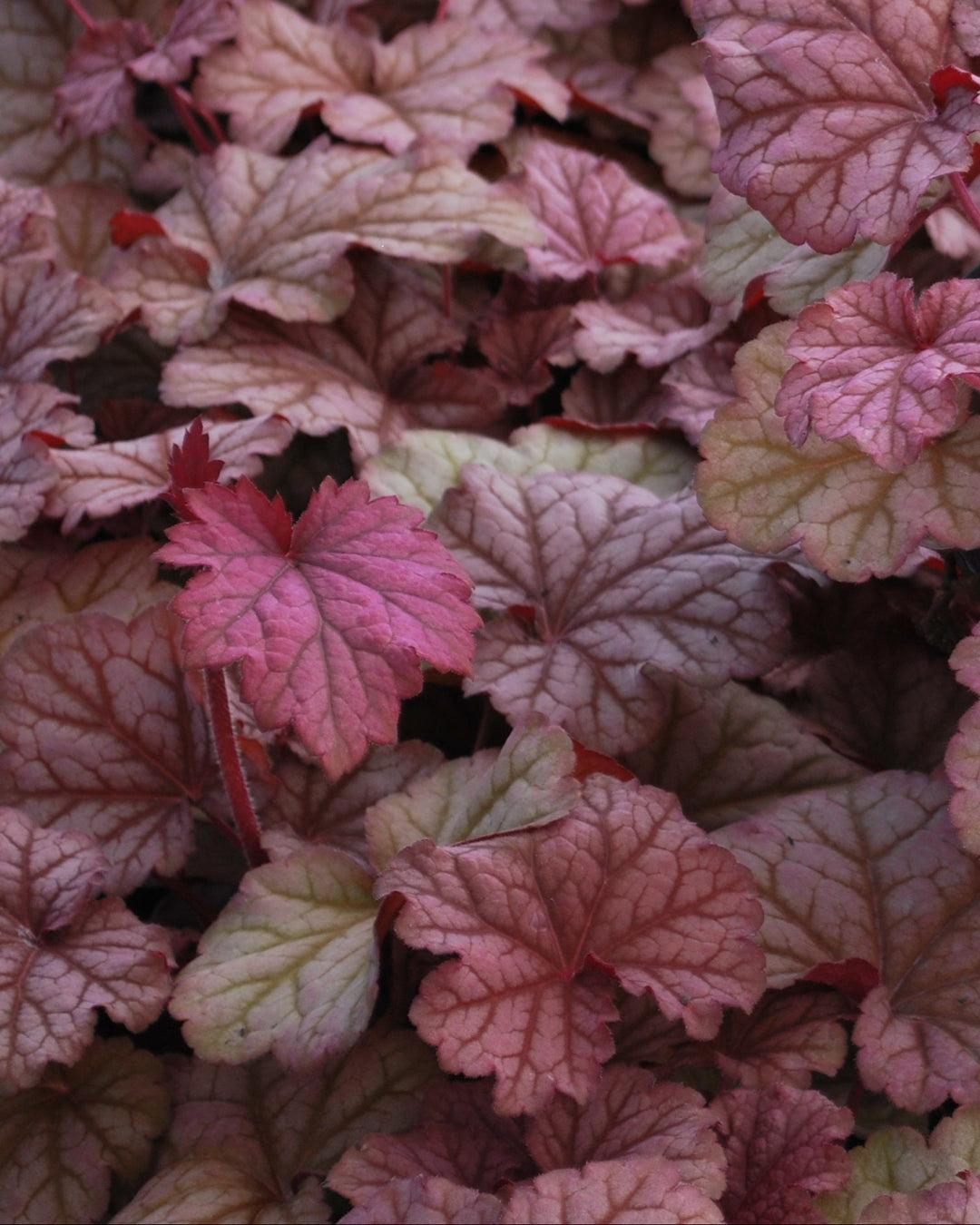 G6657 Heuchera X 'berry Smoothie' - View 16 from www redcrocus com