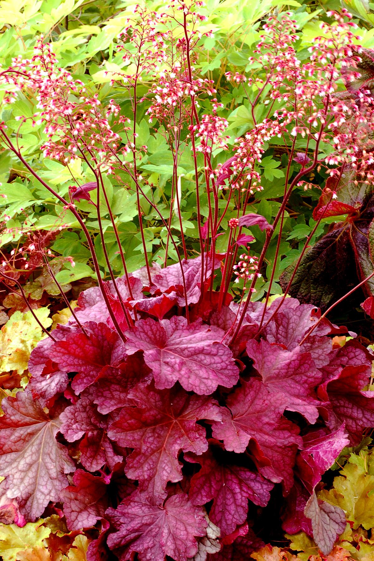 G6657 Heuchera X 'berry Smoothie' - View 17 from www redcrocus com