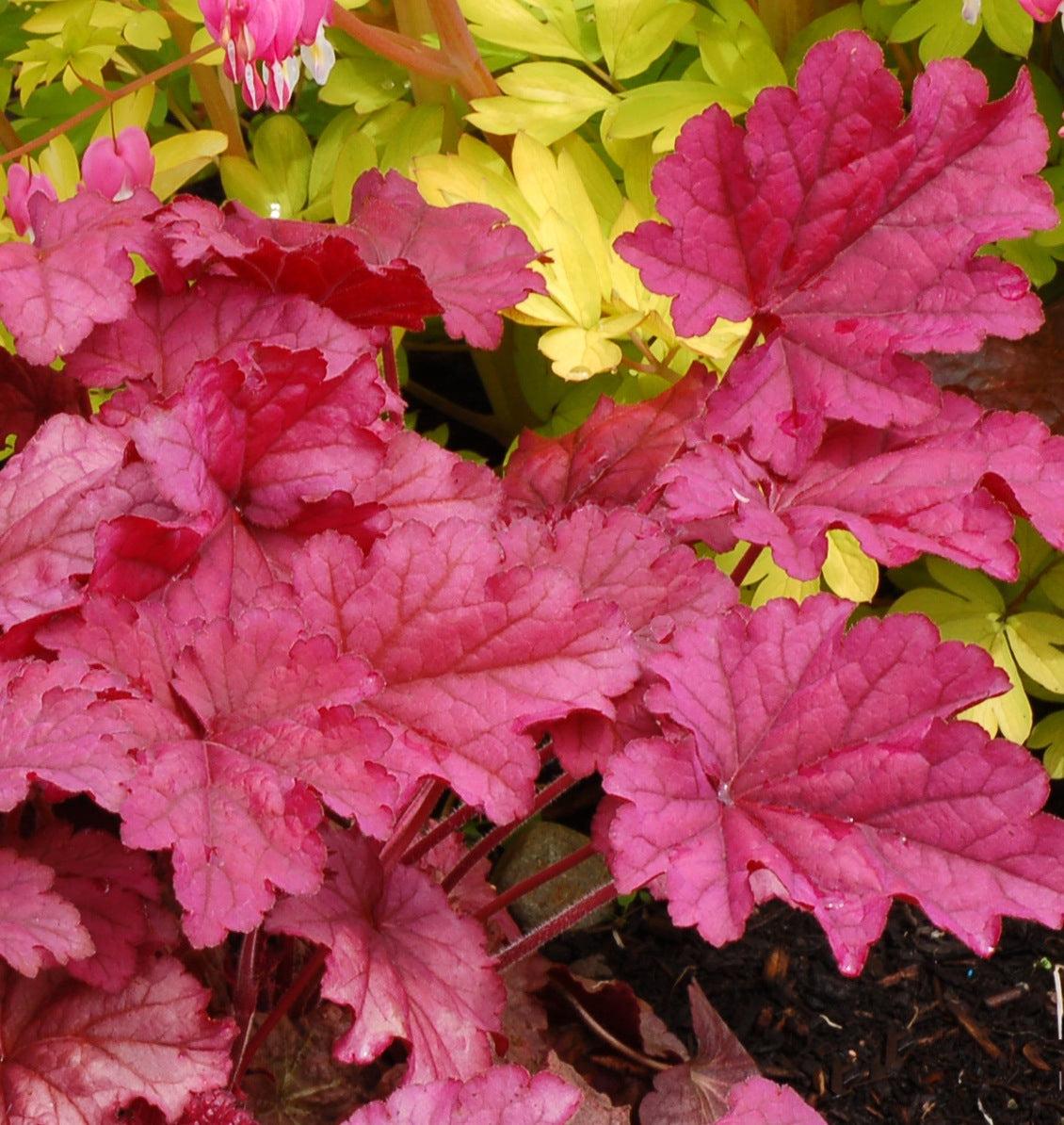 G6657 Heuchera X 'berry Smoothie' - View 19 from www redcrocus com