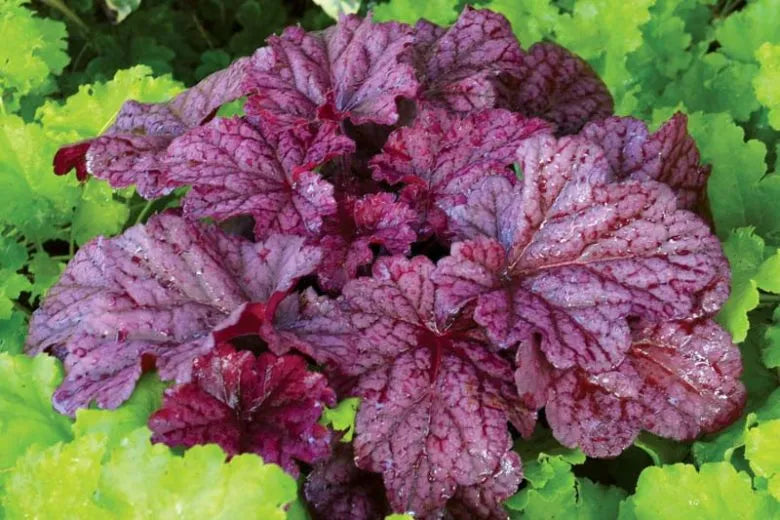 G6657 Heuchera X 'berry Smoothie' - View 1 from www redcrocus com