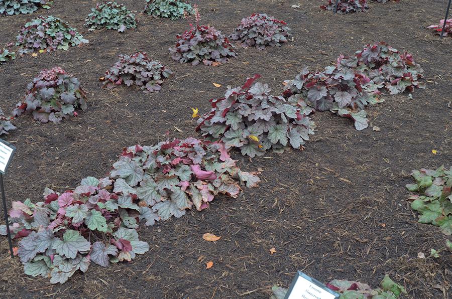 G6657 Heuchera X 'berry Smoothie' - View 20 from www redcrocus com