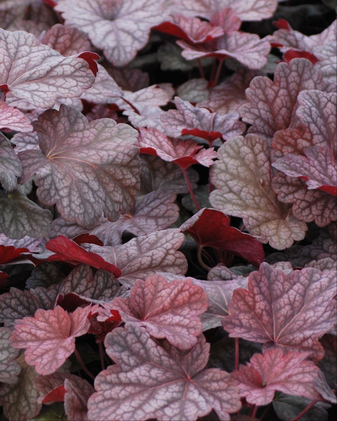 G6657 Heuchera X 'berry Smoothie' - View 22 from www redcrocus com