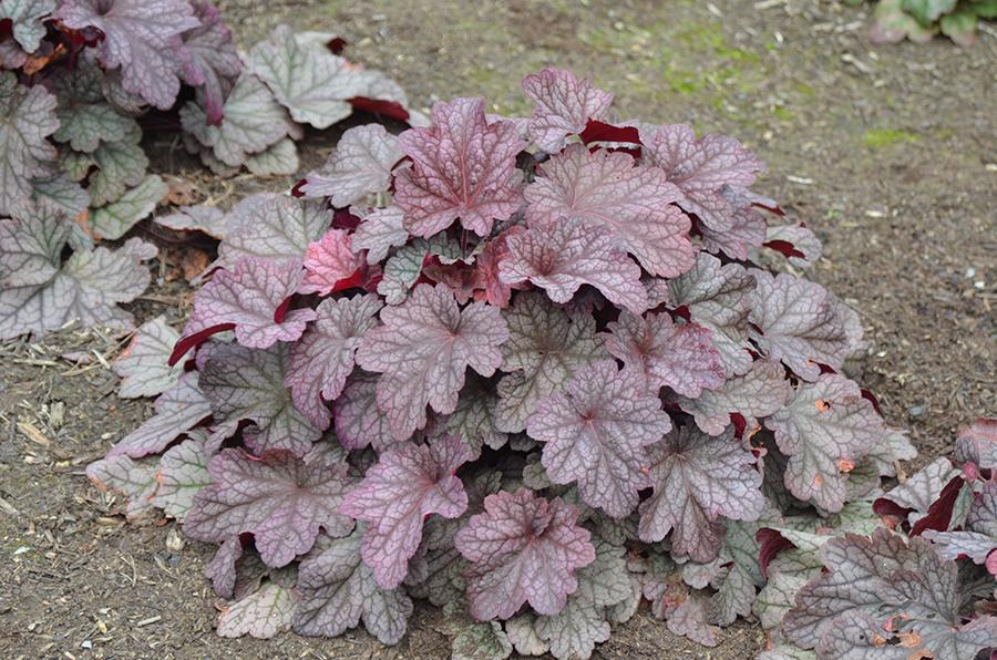 G6657 Heuchera X 'berry Smoothie' - View 23 from www redcrocus com