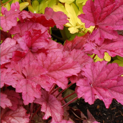 G6657 Heuchera X 'berry Smoothie' - View 24 from www redcrocus com