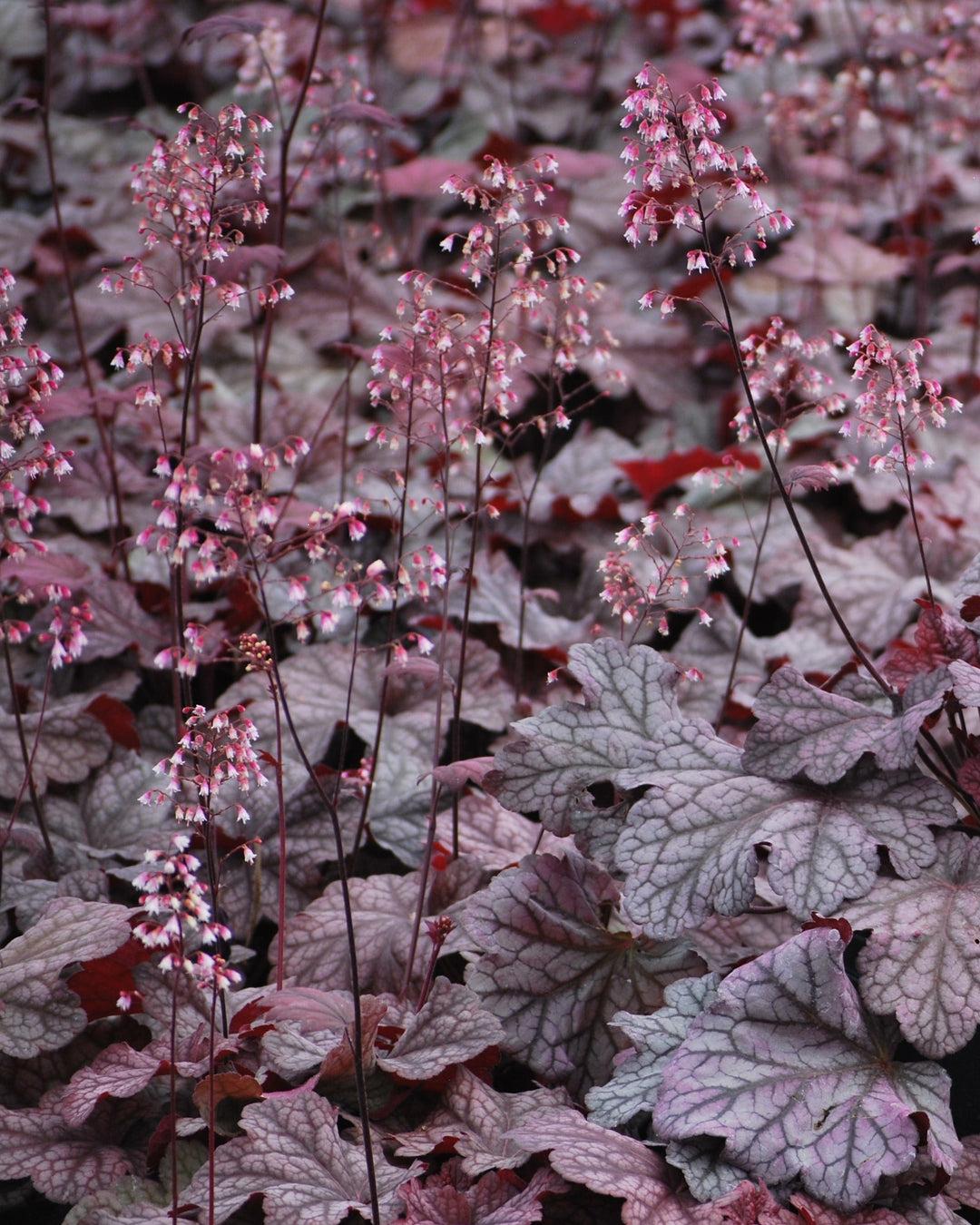 G6657 Heuchera X 'berry Smoothie' - View 25 from www redcrocus com
