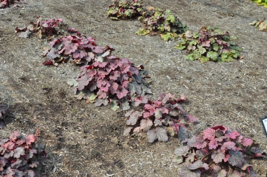 G6657 Heuchera X 27berry Smoothie 27 26 70258858 8eca 40c6 92fc 80f2d8dd5021 from www redcrocus com