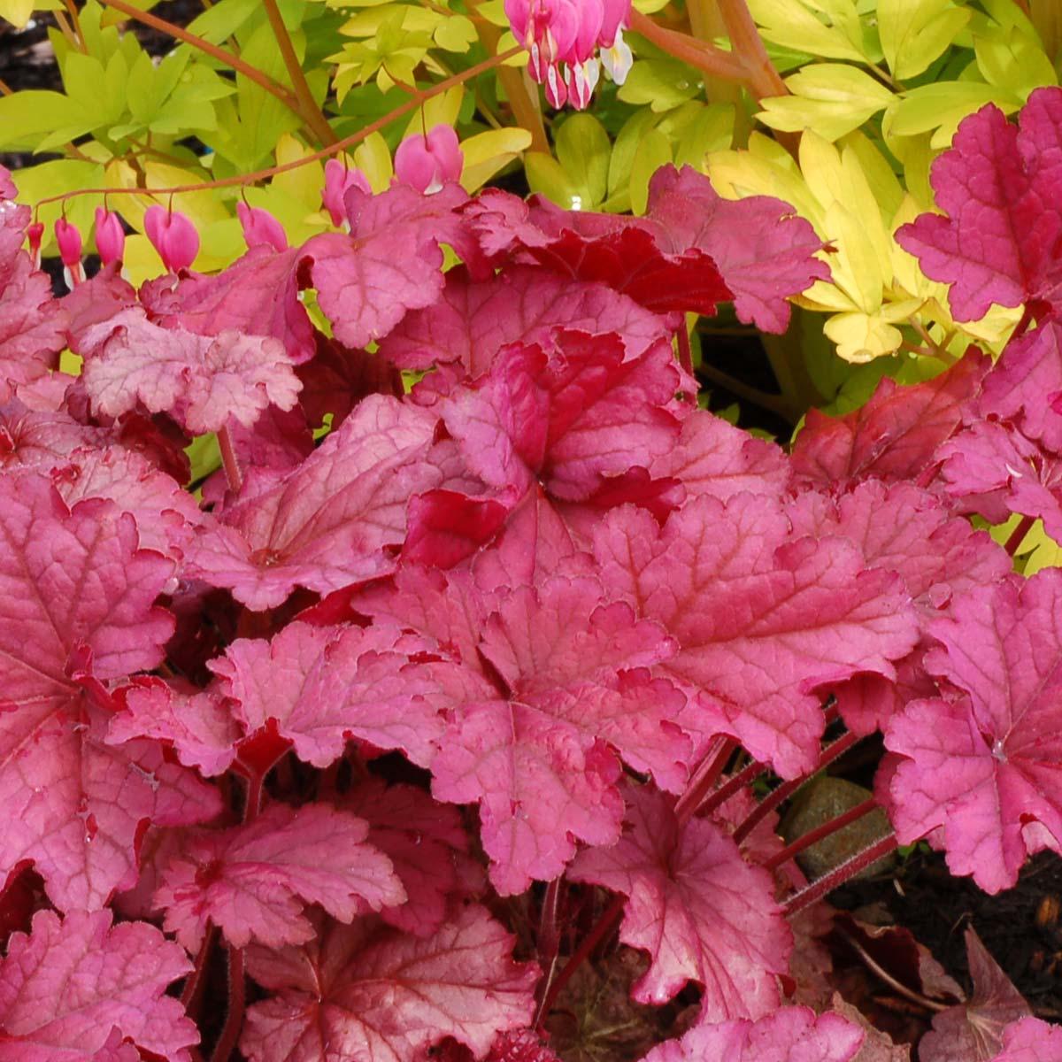 G6657 Heuchera X 'berry Smoothie' - View 30 from www redcrocus com