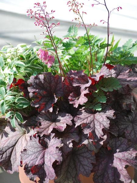 G6657 Heuchera X 'berry Smoothie' - View 31 from www redcrocus com