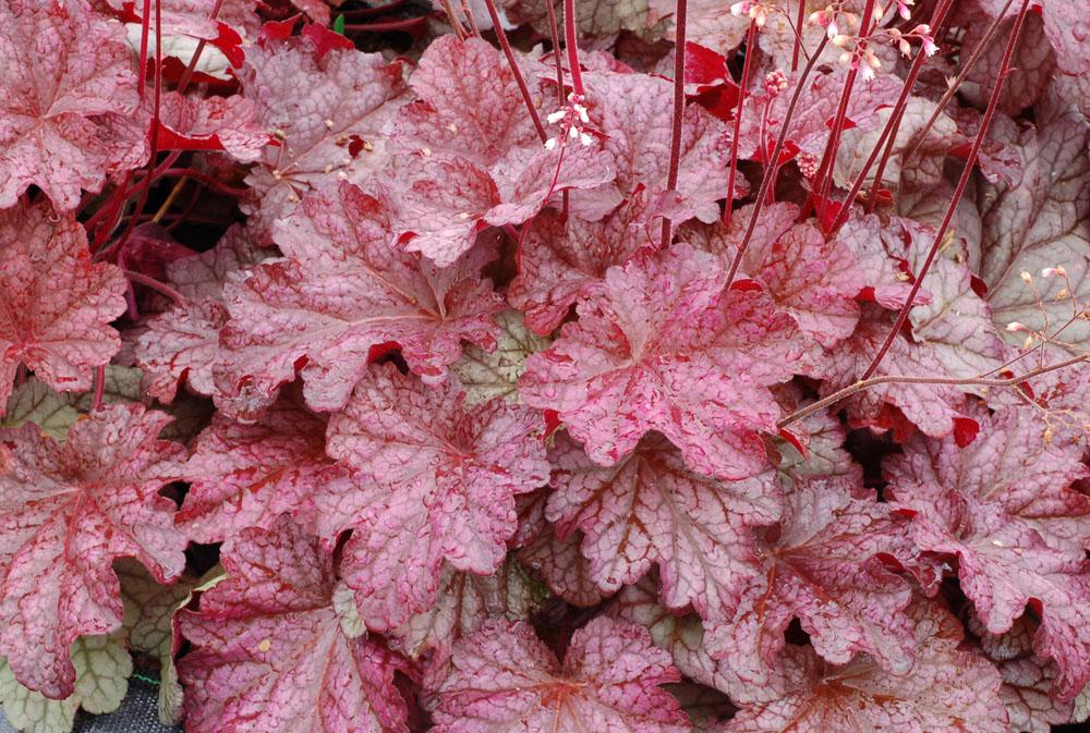 G6657 Heuchera X 'berry Smoothie' - View 32 from www redcrocus com