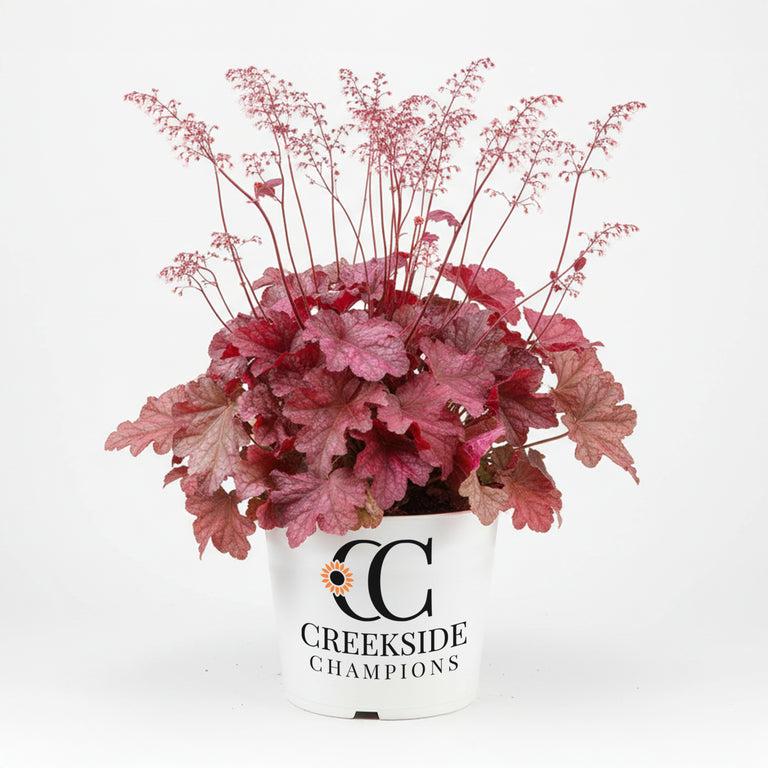 G6657 Heuchera X 'berry Smoothie' - View 34 from www redcrocus com