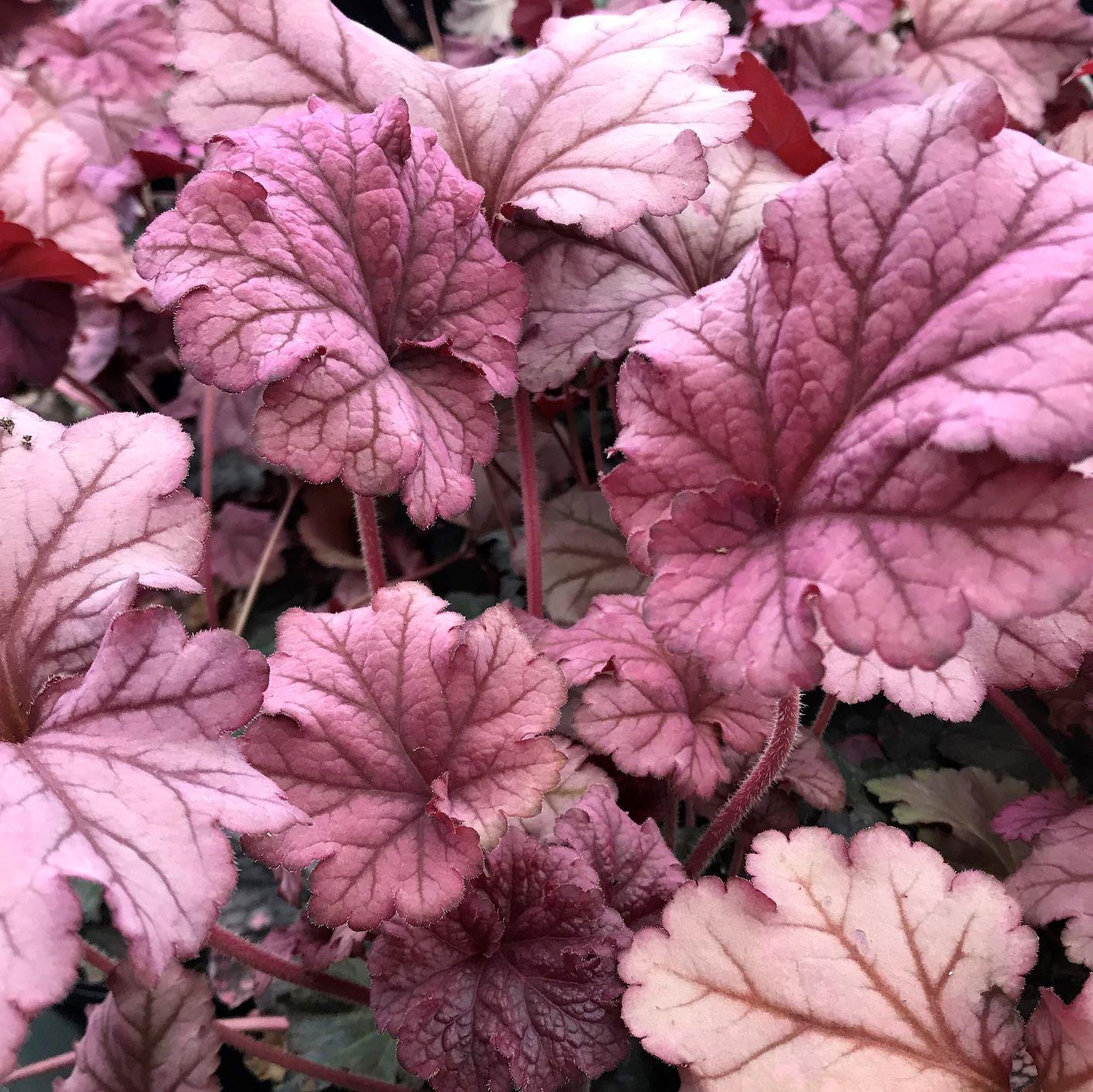 G6657 Heuchera X 'berry Smoothie' - View 35 from www redcrocus com