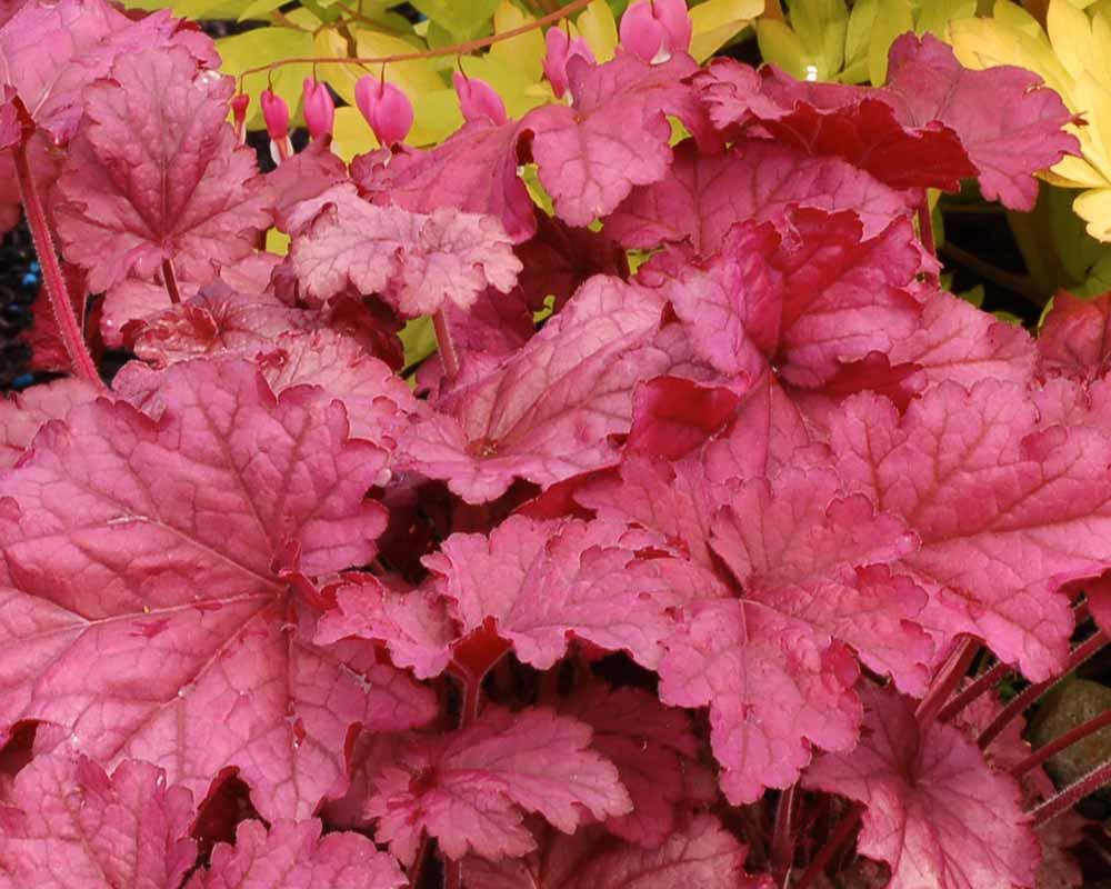 G6657 Heuchera X 'berry Smoothie' - View 36 from www redcrocus com