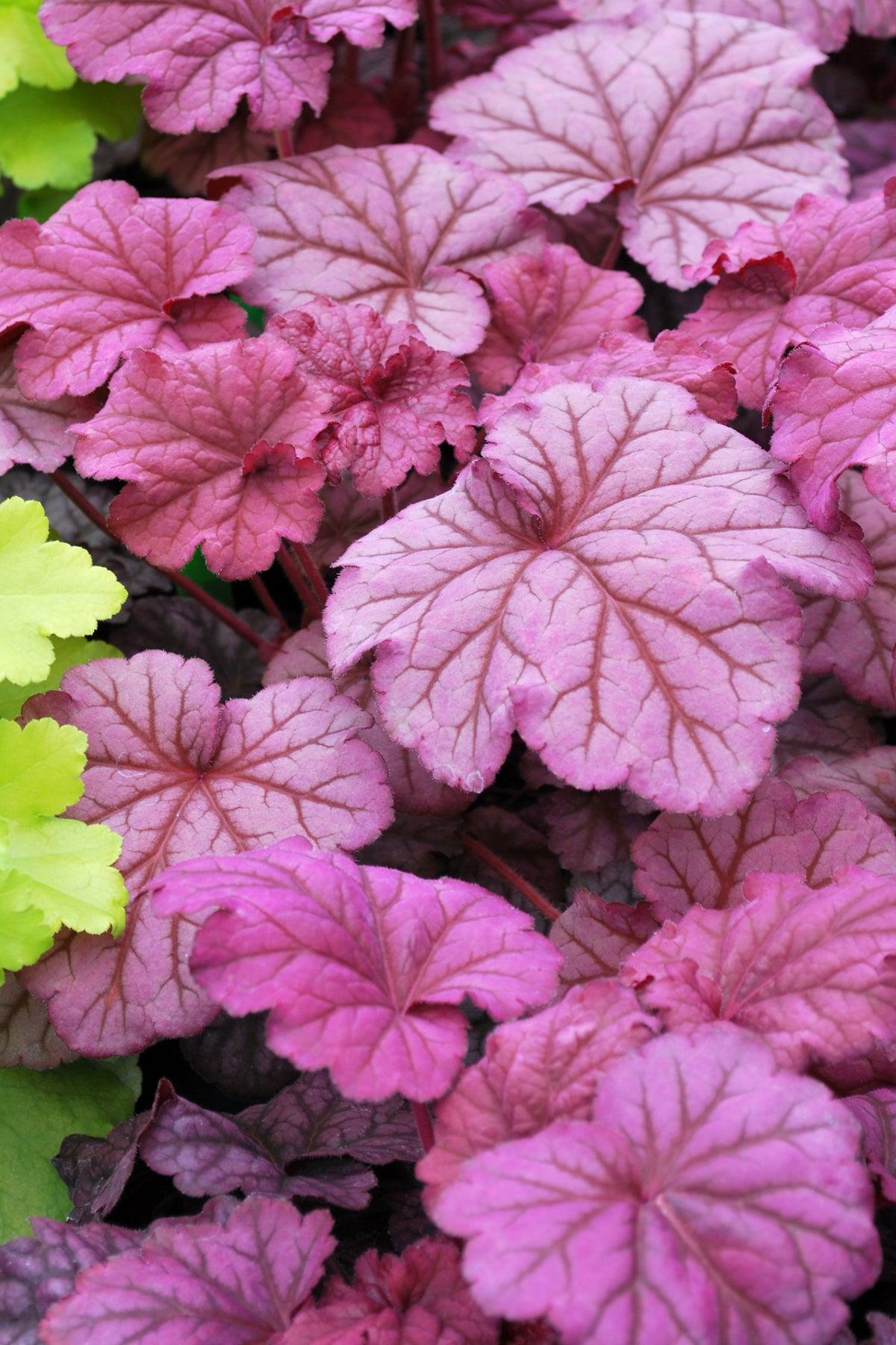 G6657 Heuchera X 'berry Smoothie' - View 37 from www redcrocus com