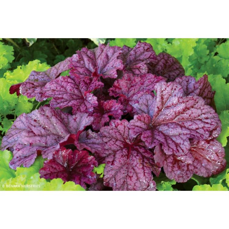 G6657 Heuchera X 'berry Smoothie' - View 38 from www redcrocus com