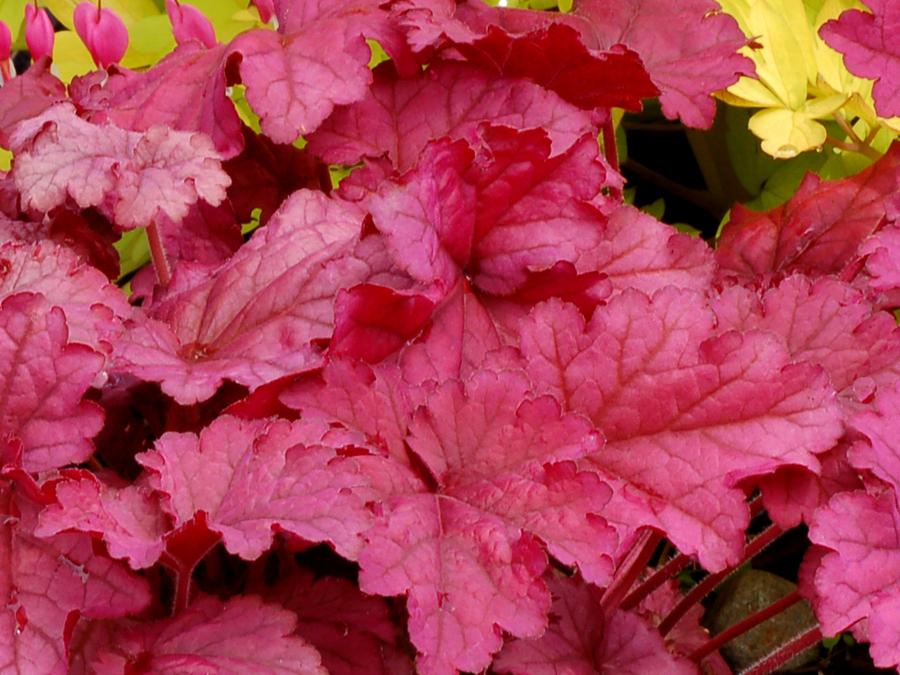 G6657 Heuchera X 'berry Smoothie' - View 39 from www redcrocus com