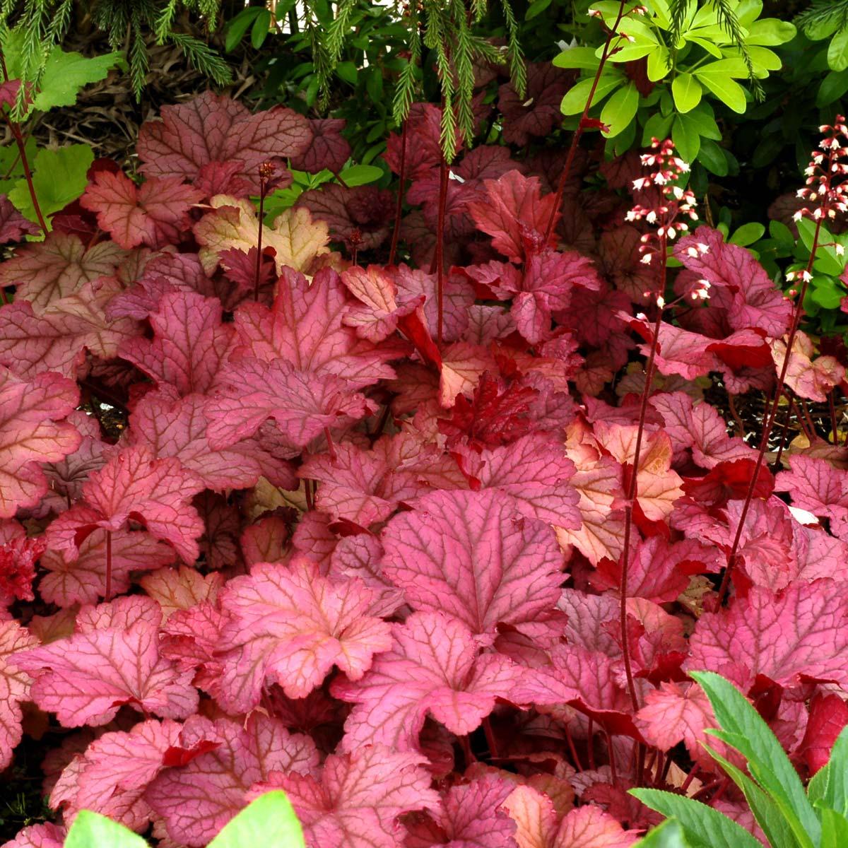 G6657 Heuchera X 'berry Smoothie' - View 3 from www redcrocus com
