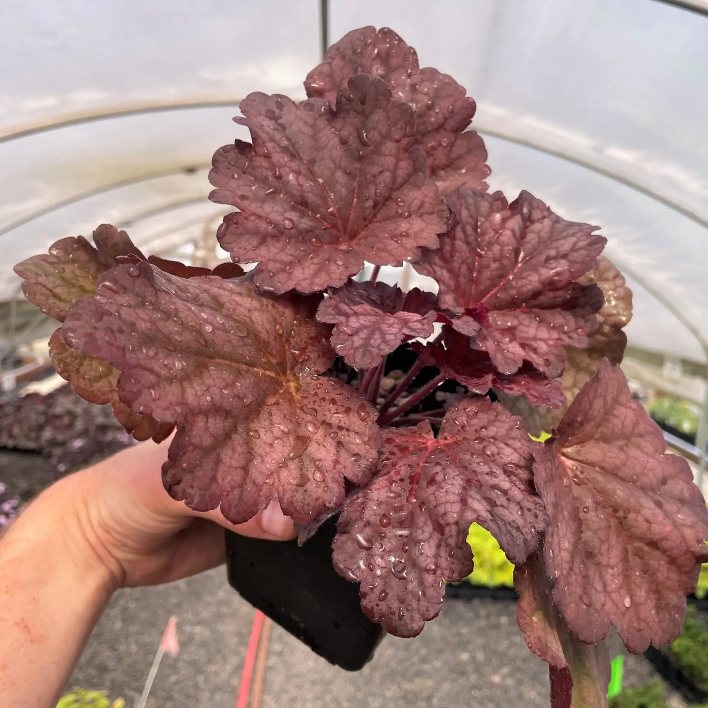 G6657 Heuchera X 'berry Smoothie' - View 40 from www redcrocus com