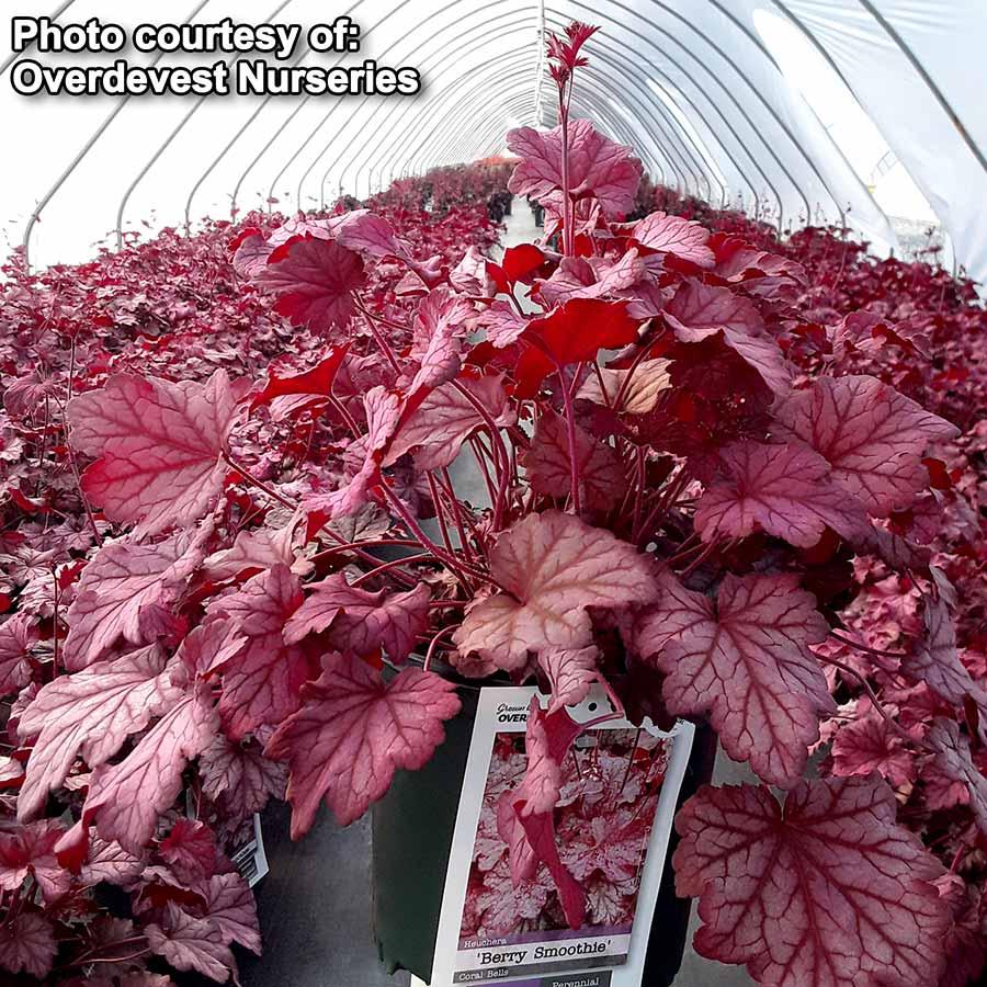 G6657 Heuchera X 'berry Smoothie' - View 4 from www redcrocus com