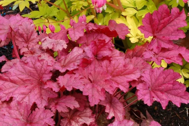 G6657 Heuchera X 'berry Smoothie' - View 5 from www redcrocus com