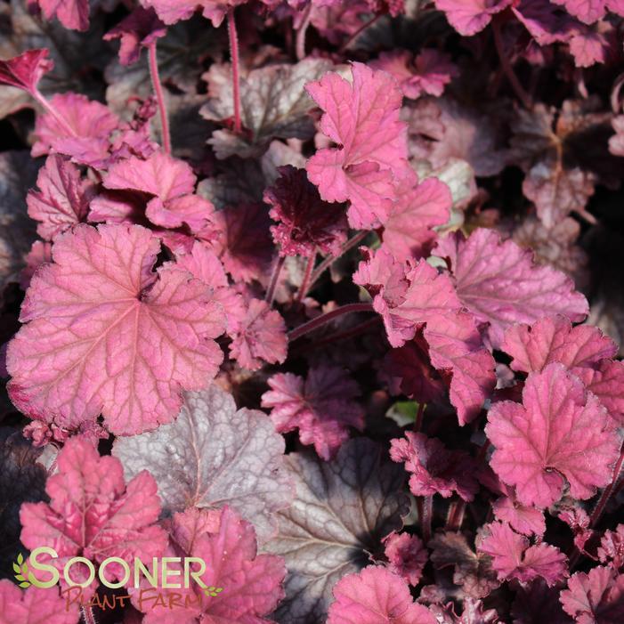 G6657 Heuchera X 'berry Smoothie' - View 6 from www redcrocus com