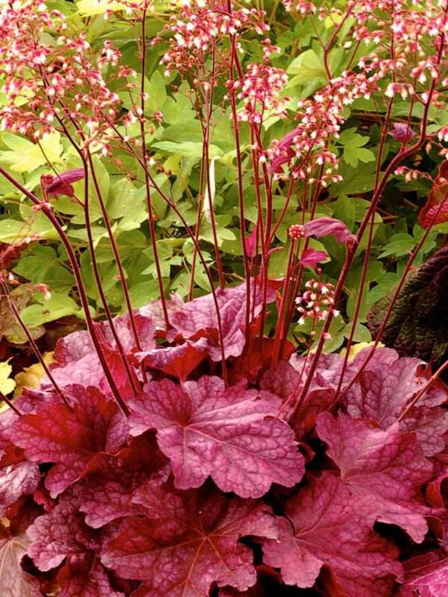 G6657 Heuchera X 'berry Smoothie' - View 8 from www redcrocus com