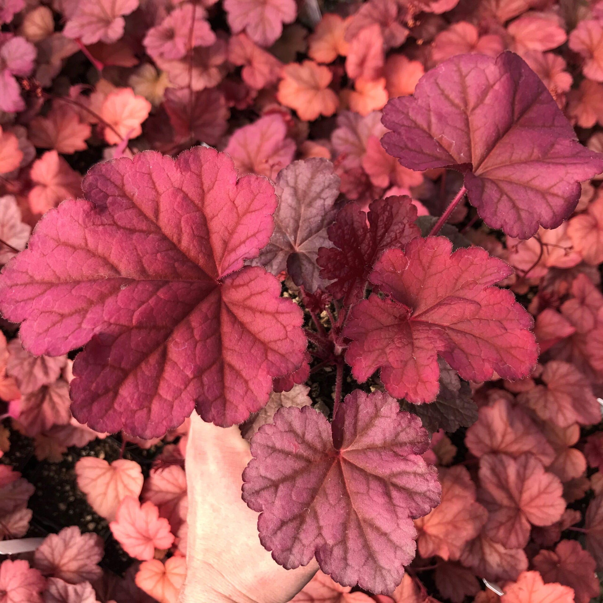 G6658 Heuchera X 27peach Smoothie 27 11 7188fcf6 8b48 452d A8d8 05f8f0bd5126 from www redcrocus com